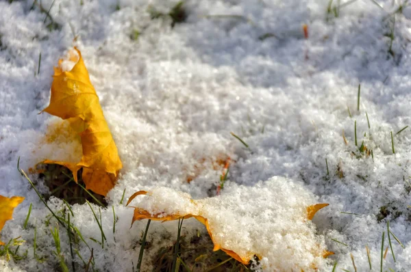 Hojas de arce amarillo cubiertas con la primera nieve ligera . —  Fotos de Stock