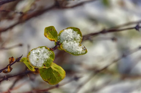 Gelbe Ahornblätter mit dem ersten leichten Schnee bedeckt. — Stockfoto