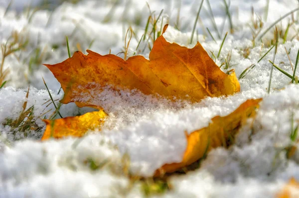 Gelbe Ahornblätter mit dem ersten leichten Schnee bedeckt. — Stockfoto
