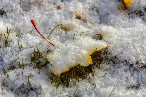 Foglie gialle d'acero ricoperte dalla prima neve leggera . — Foto Stock