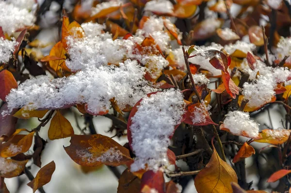 Gelbe Ahornblätter mit dem ersten leichten Schnee bedeckt. — Stockfoto