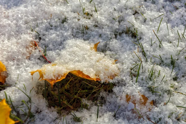 Žluté javorové listy pokryté prvním lehkým sněhem. — Stock fotografie