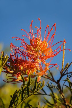 Grevillei - ipek meşe