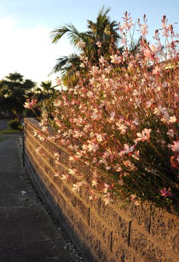 Gün batımının akşam ışığında Gouda. 