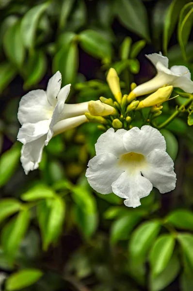 Allamanda, of the Dogbane family, they are native in tropical Am — Stock Photo, Image