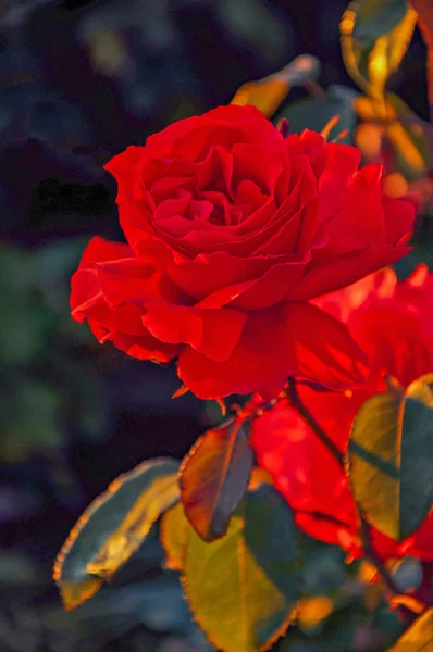 Eine leuchtend rote Rose — Stockfoto