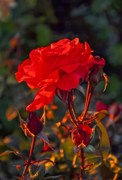 Eine leuchtend rote Rose — Stockfoto