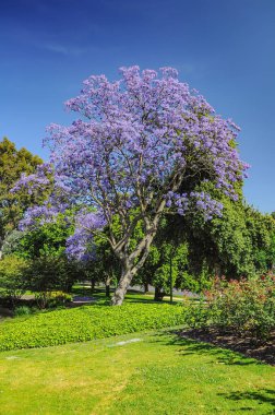Jacaranda 