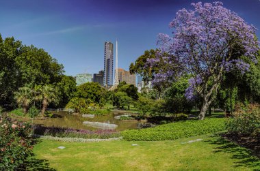 Jacaranda 