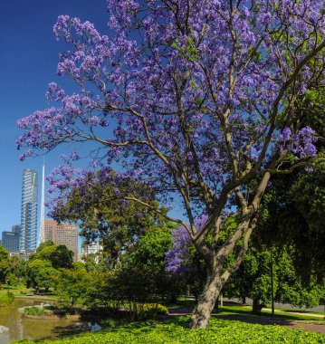 Jacaranda 