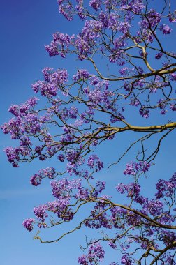 Jacaranda 