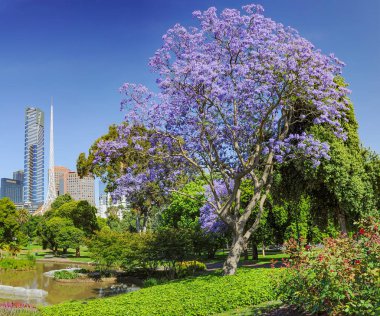 Jacaranda 