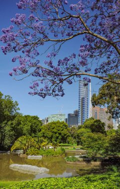Jacaranda 