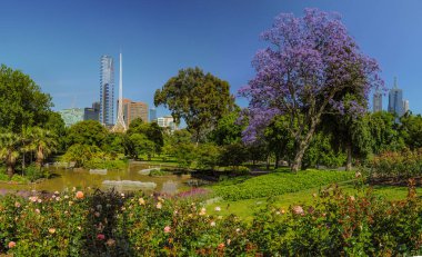 Jacaranda 