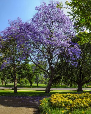 Jacaranda 
