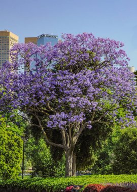 Jacaranda 