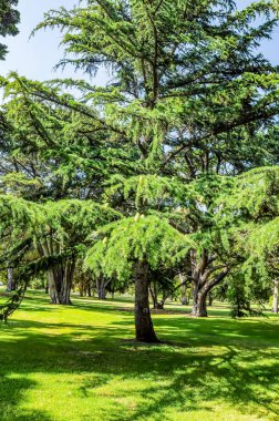 Ağaçlardaki koniler