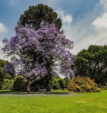 Melbourne botanik bahçesinde Blooming Jacaranda.