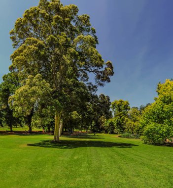 Melbourne 'un merkezinde güzel parklar.