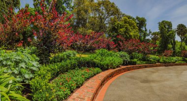 Melbourne 'un göbeğindeki güzel parklar. Renkli ağaçlar.
