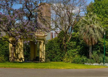 Melbourne 'un göbeğindeki güzel parklar. Açan Jacaranda.
