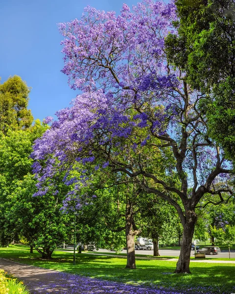 Jacaranda 