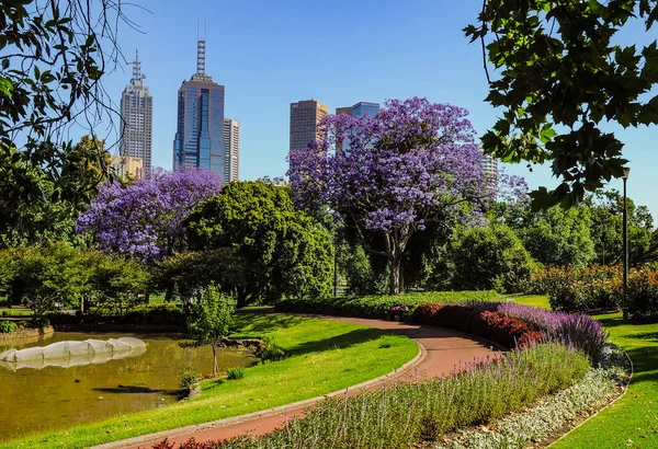 Jacaranda — Stockfoto