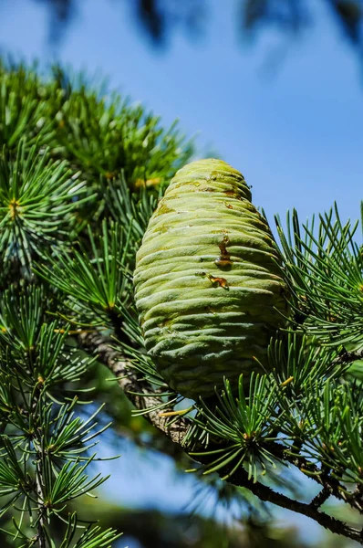 Cones on trees — Stock Photo, Image