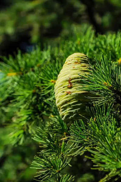 Cones on trees — Stock Photo, Image