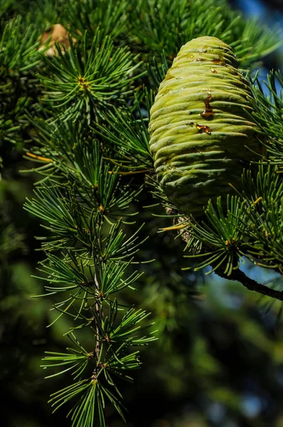 Cones em árvores — Fotografia de Stock
