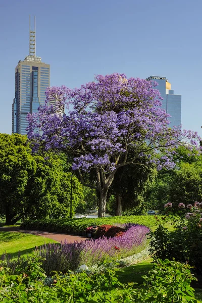 Jacaranda 