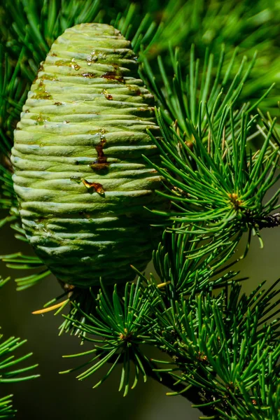 Cones on trees — Stock Photo, Image