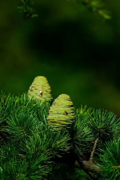 Cones on trees — Stock Photo, Image