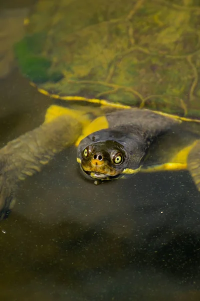 Tortuga acuática — Foto de Stock