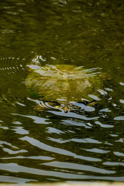 Wasserschildkröte — Stockfoto