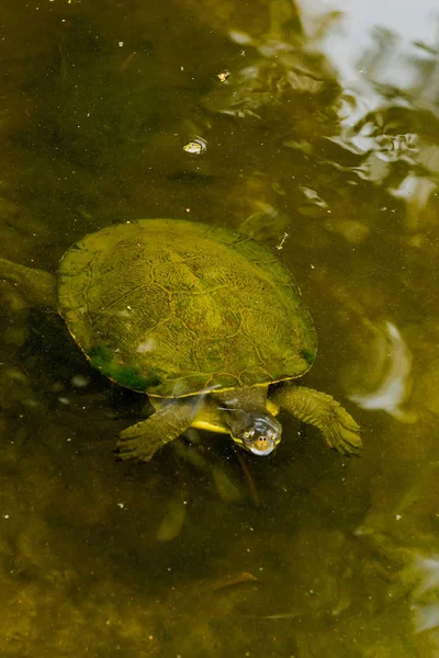 Aquatische schildpad — Stockfoto