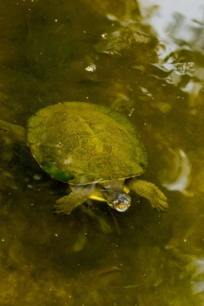 Tartaruga acquatica — Foto Stock