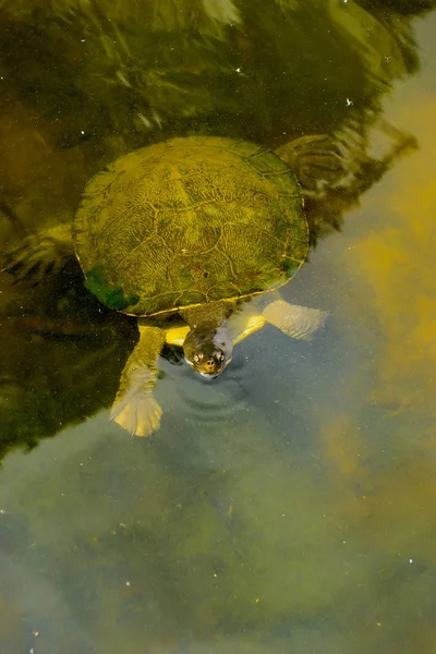 Aquatische schildpad — Stockfoto