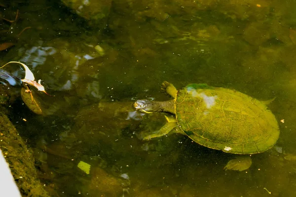 Vattenlevande sköldpadda — Stockfoto