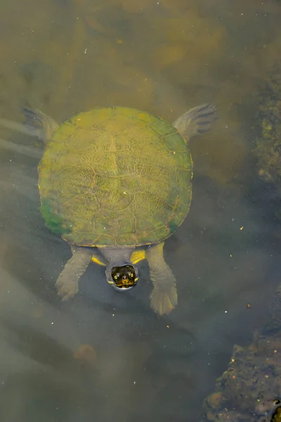 Водні черепаха — стокове фото