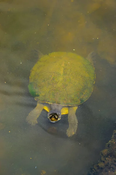 Aquatic turtle — Stock Photo, Image