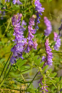 Yaz çiçeklerinin güzel arka planları. 