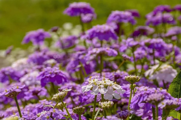 Gyönyörű háttér a nyári vadvirágok. — Stock Fotó
