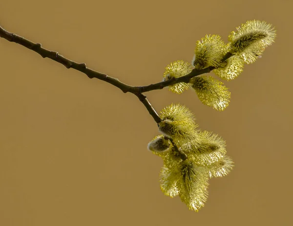 Blooming fluffy willow twig in early spring. — Stock Photo, Image