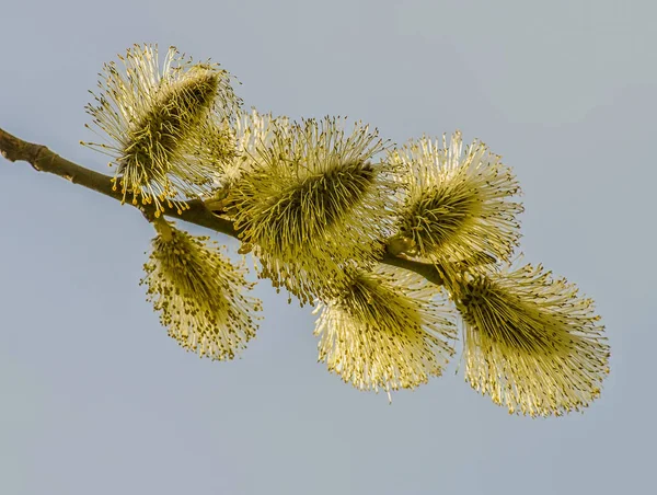 Ramita de sauce esponjoso floreciente a principios de primavera . — Foto de Stock