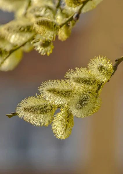 Blooming fluffy willow twig in early spring. — 스톡 사진