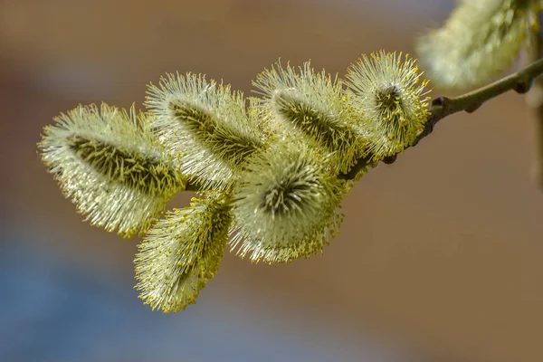 Blooming fluffy willow twig in early spring. — Stock Photo, Image