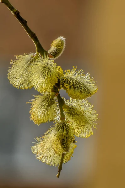 Blooming fluffy willow twig in early spring. — 스톡 사진