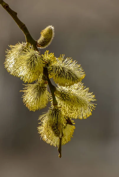 Blooming fluffy willow twig in early spring. — 스톡 사진
