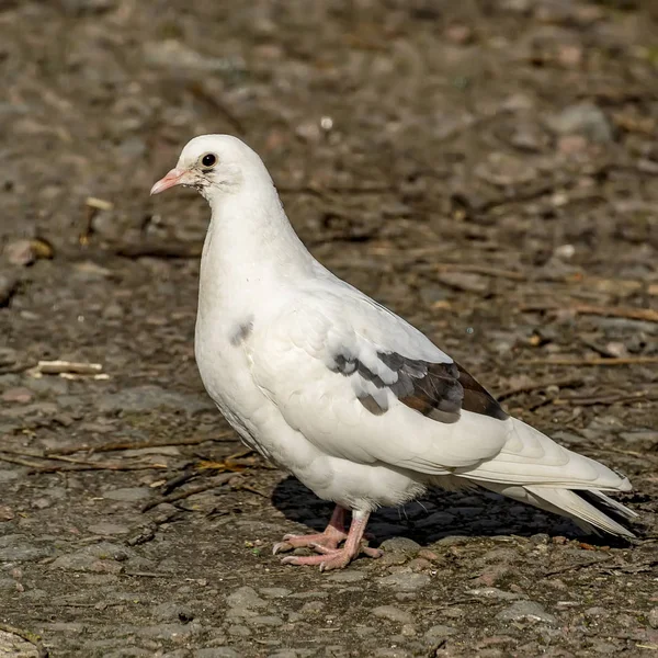 White dove on a spring street. — Stock Photo, Image
